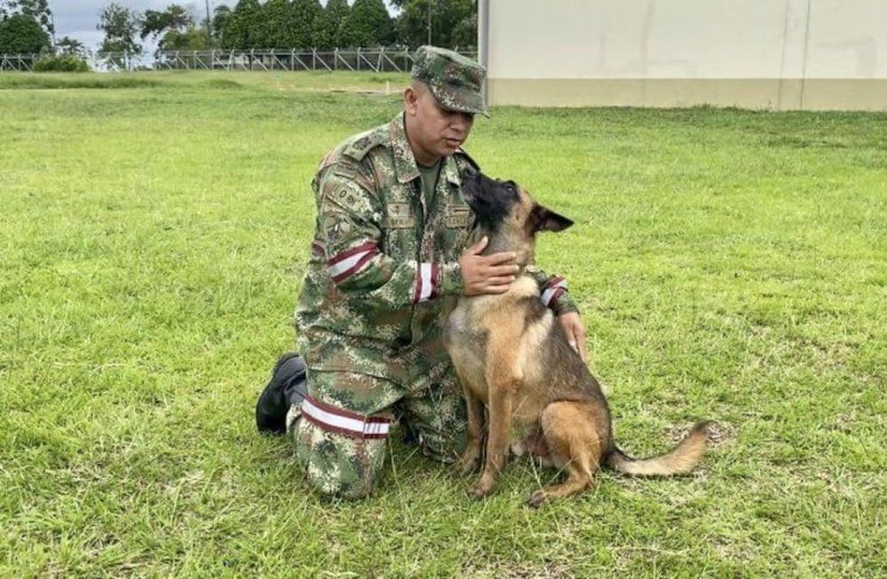 El Ejército colombiano mantiene activa la búsqueda de Wilson, el perro rescatista perdido en la selva. (Ejército de Colombia)