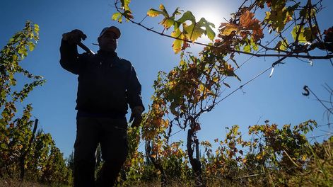 Los Andes | Los efectos del cambio climático ya se pueden apreciar en la vitivinicultura. - Ignacio Blanco / Los Andes