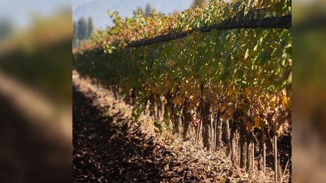 La integración como herramienta para lograr rentabilidad - Por Nicolás Vicchi