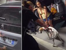 Francia: una mujer dejó encerrado a su perro en el auto más de tres horas