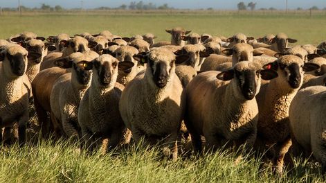 OVINOS. Es uno de los productos alcanzado por la nueva extensión de los productos de las economías regionales alcanzadas por el Programa de Incremento Exportador.