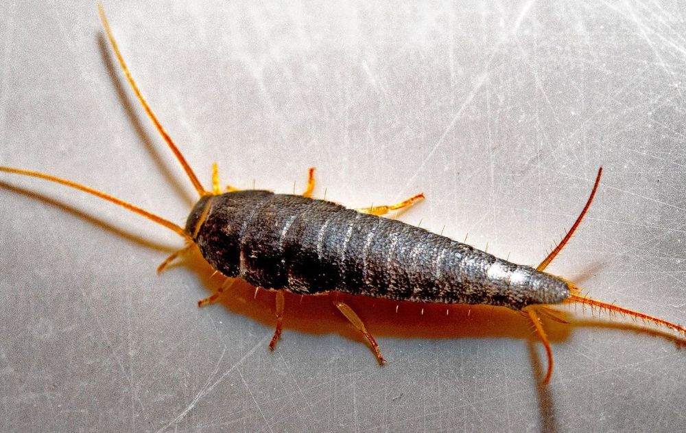 Con hábitos sencillos y una medida constante de este ingrediente, es posible mantener el baño más saludable y libre de estos visitantes silenciosos.