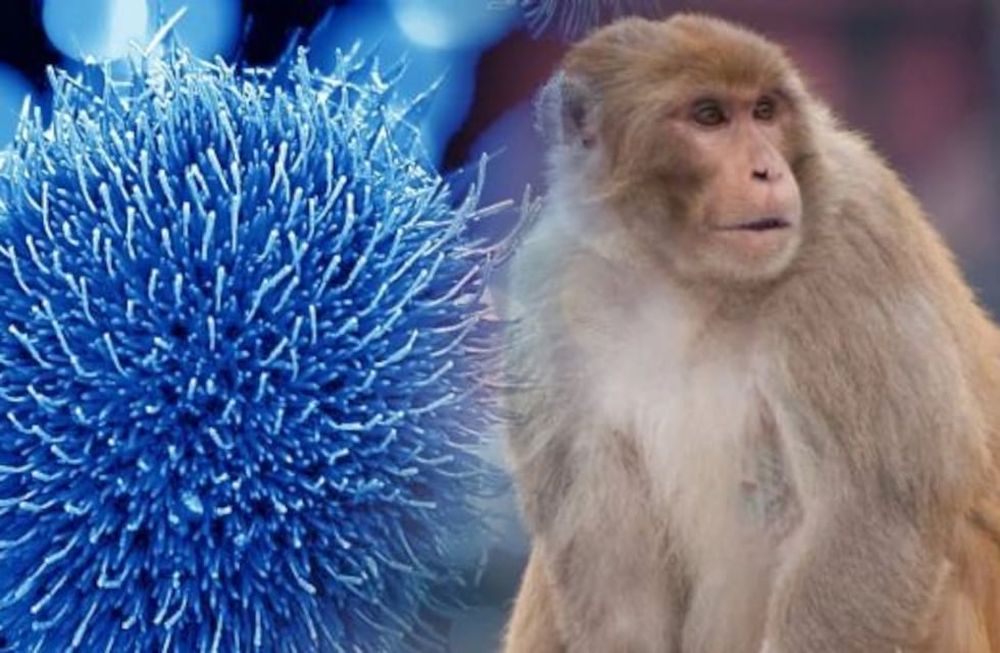 En los seres humanos, los síntomas de la viruela de mono son similares a los síntomas de la viruela, aunque algo más leves. Foto: Web / Los Andes