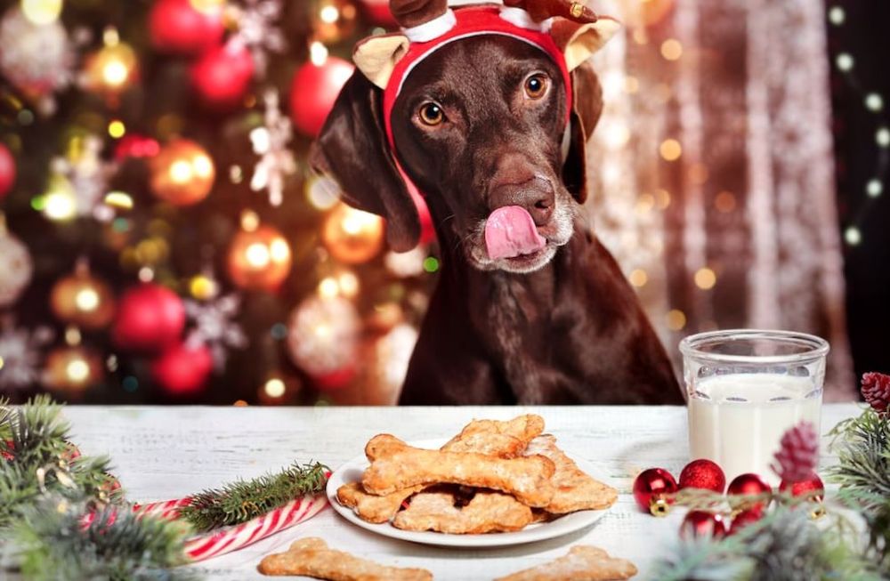 Los 3 menús para tu perro en Navidad.