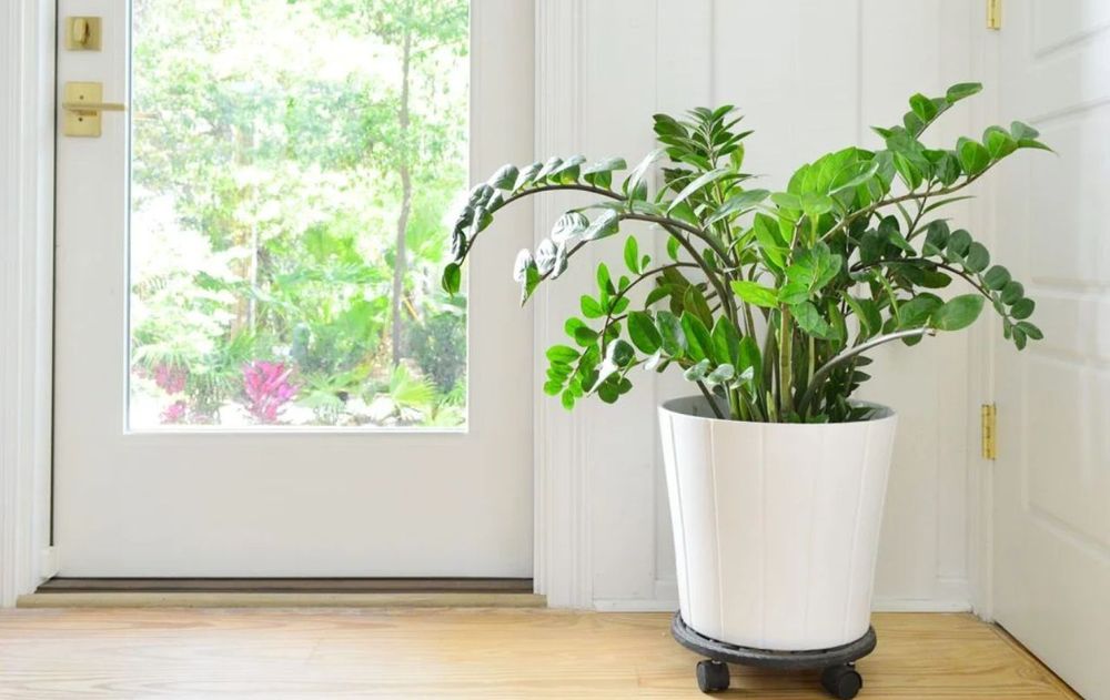 Esta planta, cuidada correctamente, marca una diferencia en la estabilidad del espacio.