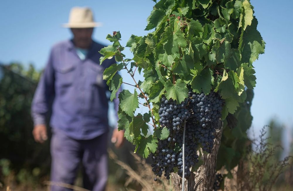 Cambiarán el método para estimar la cosecha de vid