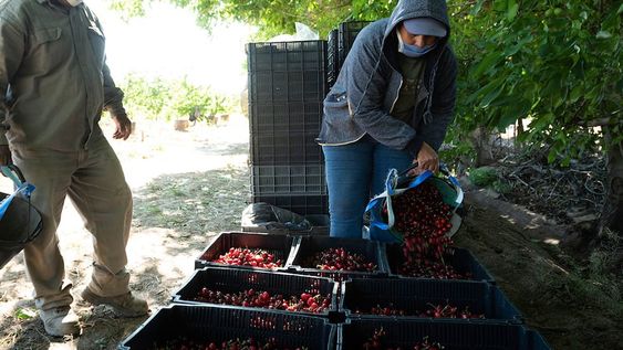 Los participantes del encuentro podrán conocer cómo producir variedades tempranas de cereza y cómo cuidar el cultivo. Foto: Ignacio Blanco / Los Andes