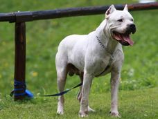 Dogo argentino. Archivo Los Andes.