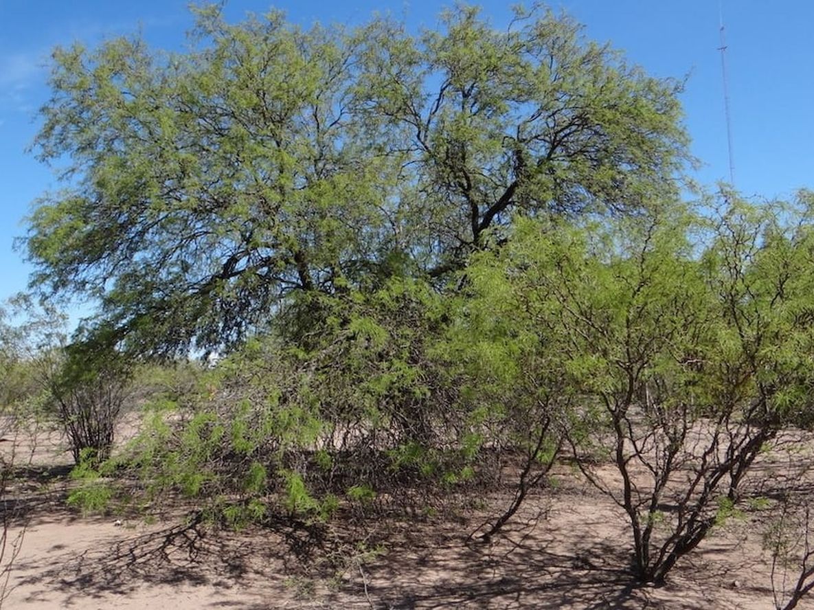 Los bosques nativos de algarrobo llegan a las aulas