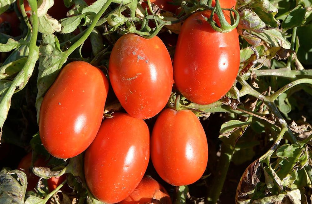 Tunuyán, San Martín, Lavalle, San Carlos, Maipú y Luján son los departamentos donde más creció la plantación de tomates en la provincia. Foto: Orlando Pelichotti / Los Andes