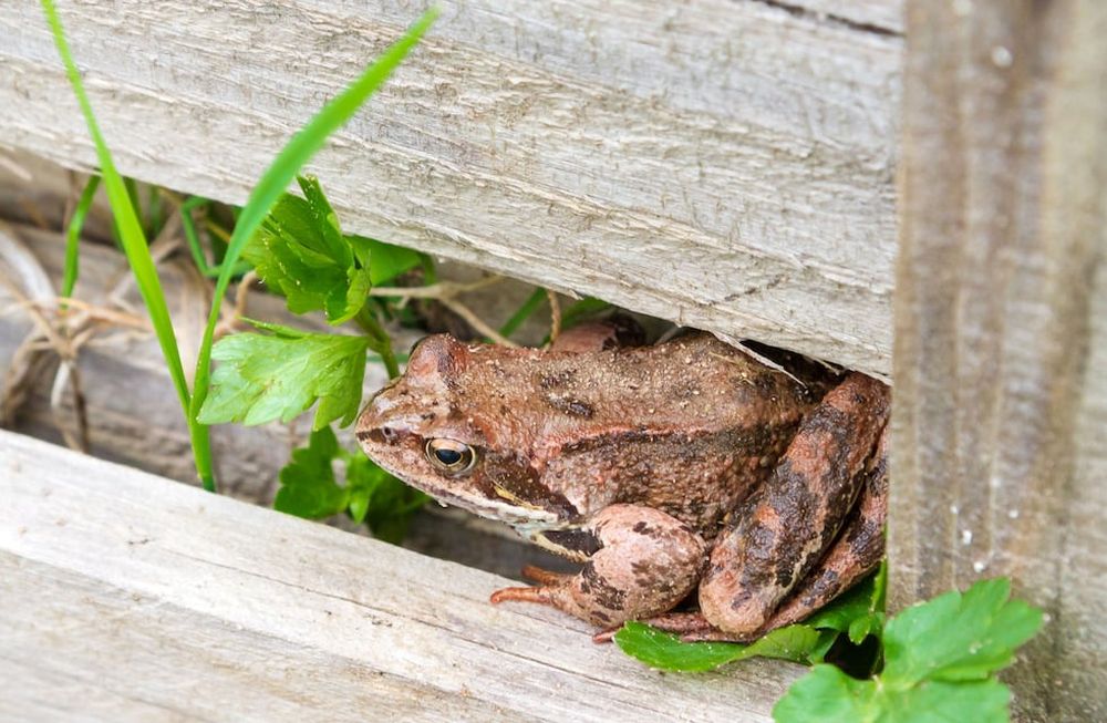 Podemos armar a los sapos casitas bajo las luces del jardín: por las madrugadas tendrán vía libre para cazar mariposas, grillos, cascarudos y otros insectos.