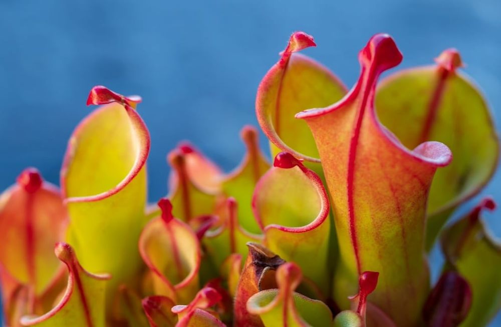 El arte de cultivar plantas carnívoras