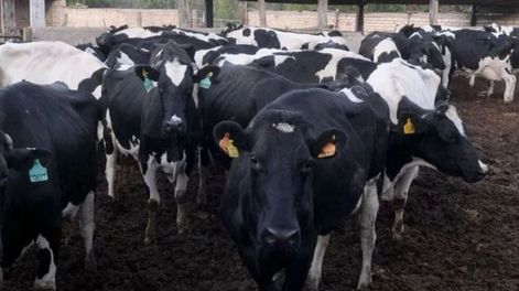 La vaca - Por Jorge Sosa