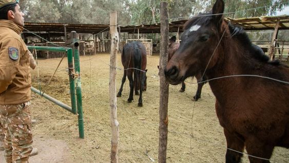 Agentes de la Policía Rural con animales secuestrado en zonas rurales. Gentileza Ministerio de Seguridad.&nbsp;