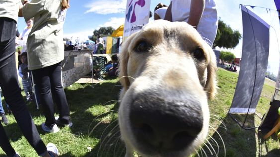 Encuentro de mascotas, la entretenida propuesta de Godoy Cruz para el Día del Animal
