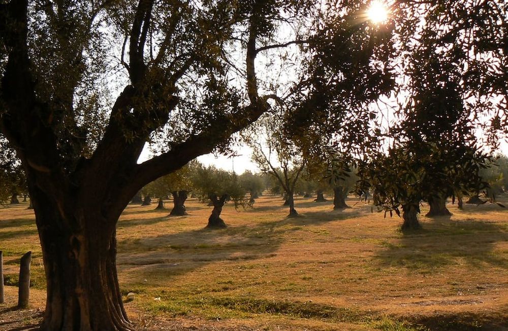 La olivicultura mendocina celebra el crecimiento de la superficie cultivada con nuevas modalidades de plantación