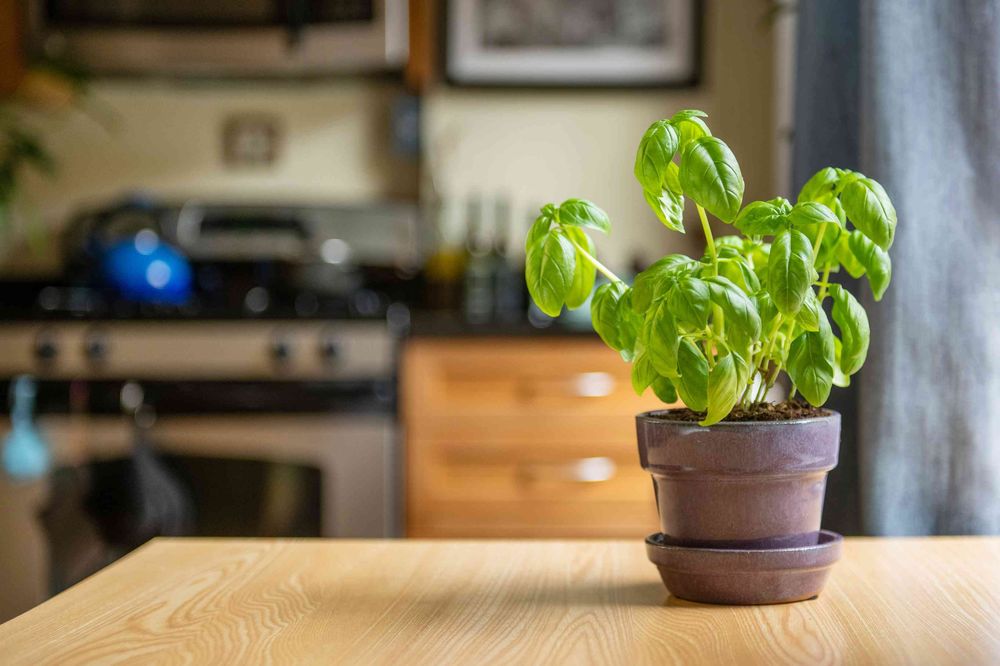 No es para decorar qué significa poner una planta de albahaca en la cocina