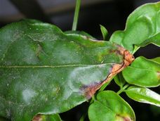 si las puntas de las hojas de tus plantas de interior se estan poniendo marrones, es por este problema concreto: la solucion