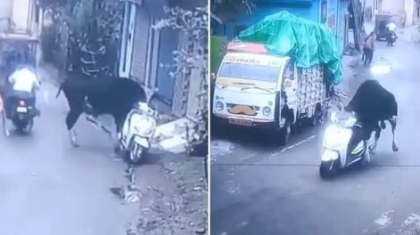 Un toro se subió a una moto, la manejó unos metros y terminó chocando