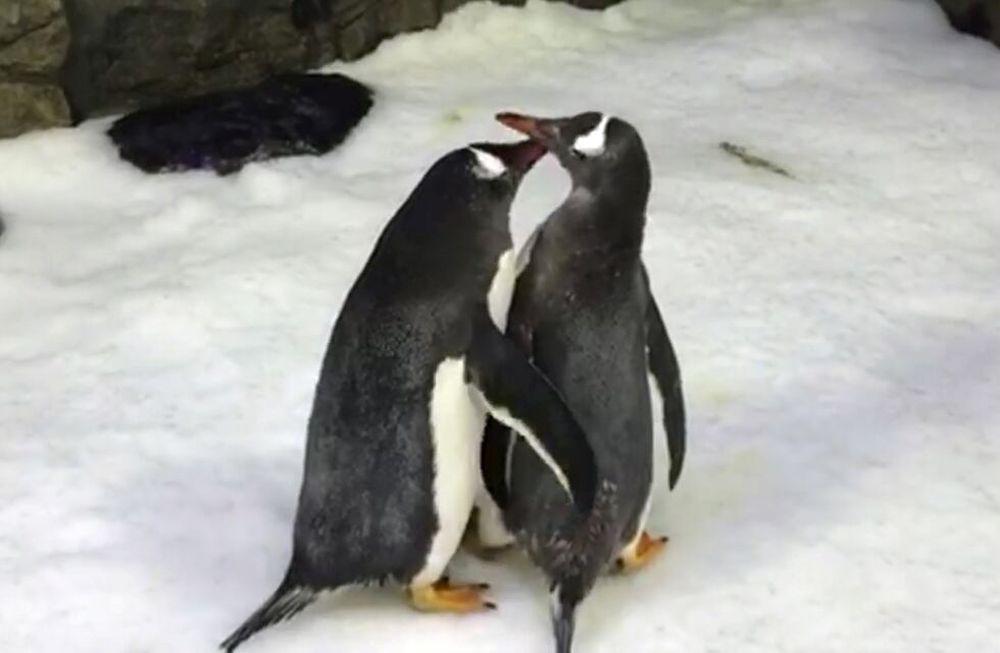 La tierna historia de la pareja de pingüinos gay que se convirtieron en padres  