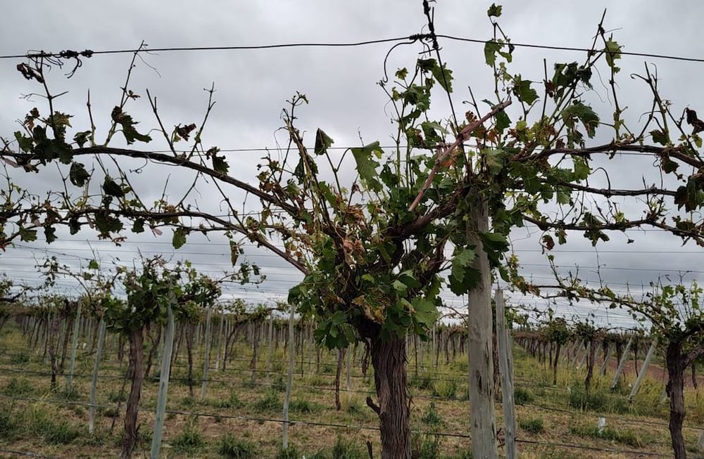 Emergencia Agropecuaria: la medida alcanza a 135 distritos, distribuidos en 15 departamentos de la provincia. - Gentileza