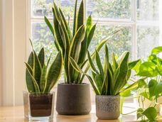 si tu planta crece mucho, pero esta debil, podria tener este problema: las senales de alerta que debes mirar