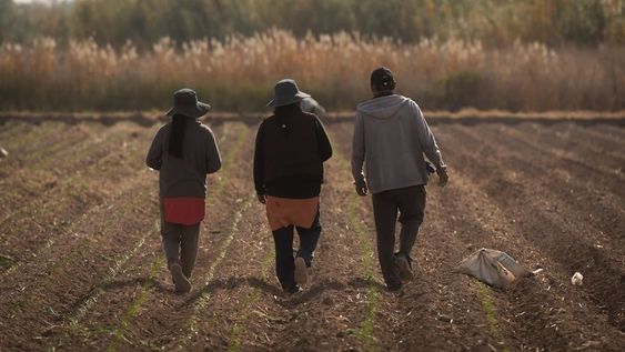 Precariedad laboral en el campo mendocino, la cara oculta del agro local. Foto: Ignacio Blanco / Los Andes