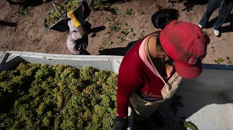 Cosecha de la uva. Foto: Ignacio Blanco / Los Andes