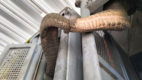 Los Andes | Fotos y videos: las elefantas Pocha y Guillermina llegaron a Corrientes y mañana cruzarían a Brasil. Foto: Twitter @GlobalElephants