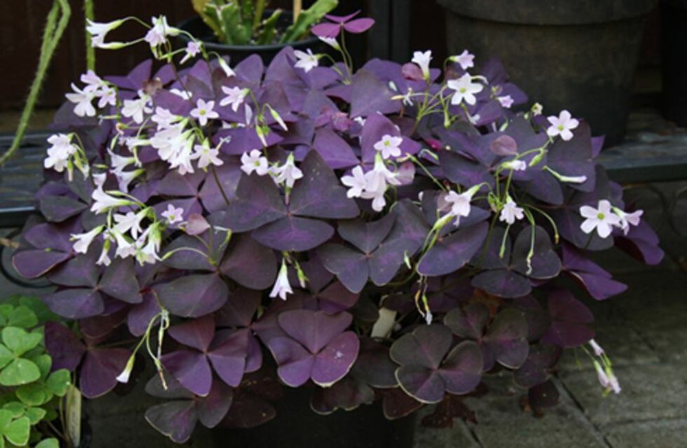 Un jardín con la sabiduría y la magia pintada