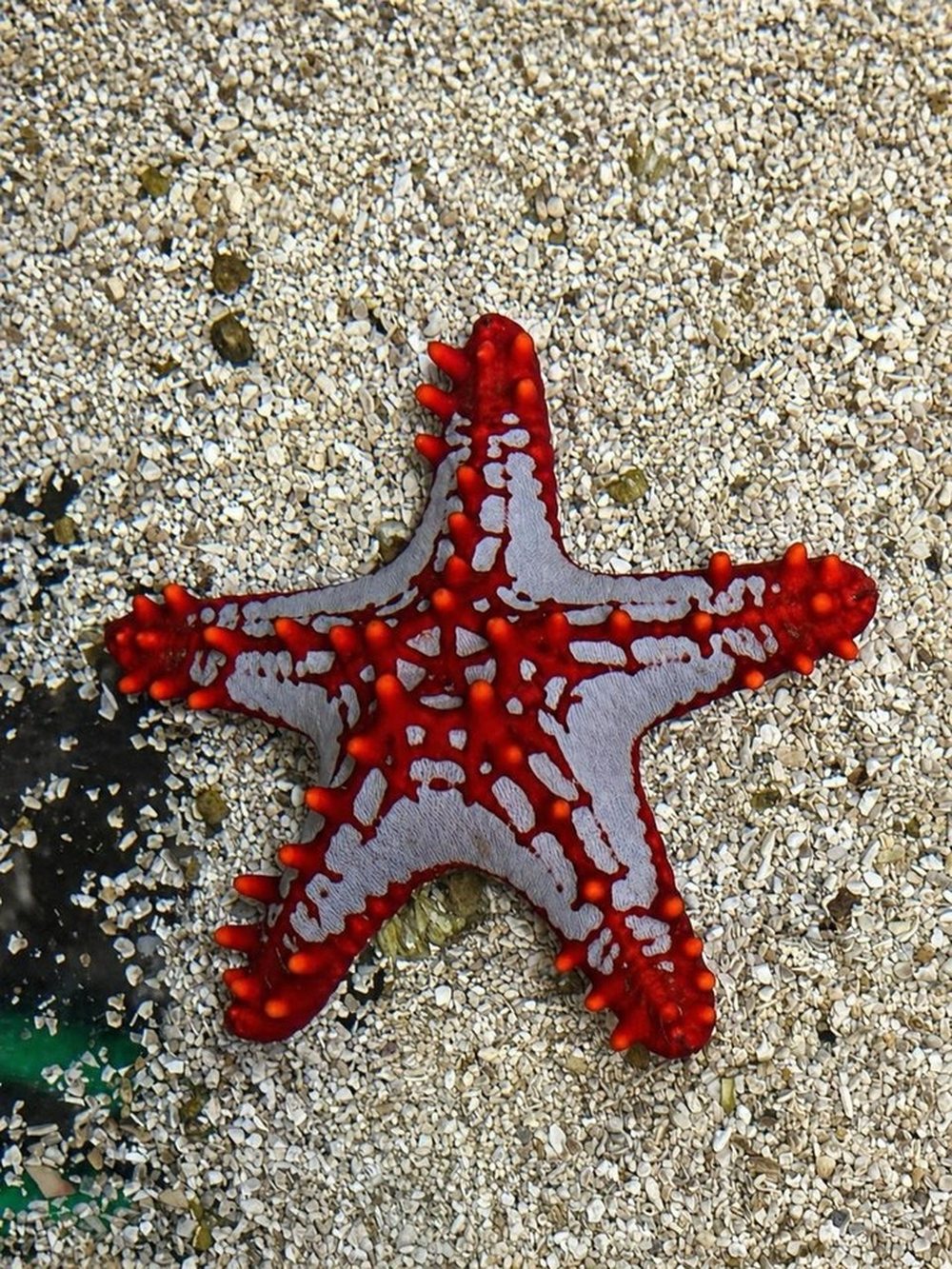 Peces cirujano, peces globo, peces león y estrellas de mar, entre las especies encontradas.