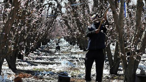 Los Andes | El sistema originalmente se empleaba para alertar y prevenir heladas tardías. Ahora lo puede utilizar el agro y la ganadería, todo el año.