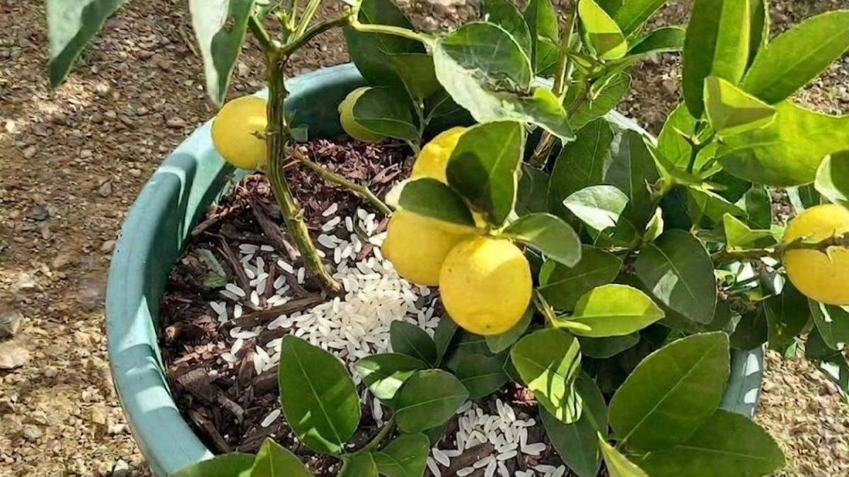El truco del arroz crudo para el limonero: qué beneficios oc