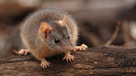 Un ratón marsupial australiano macho.