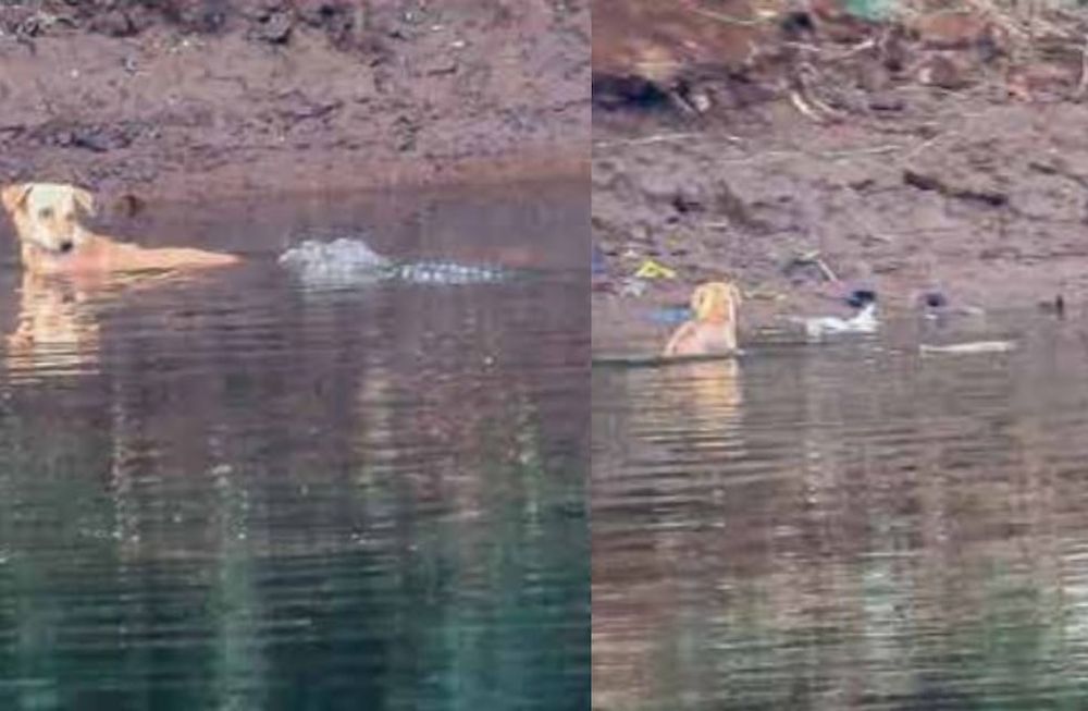 El hecho ocurrió en el río Savitri, un cuerpo de agua de unos 110 kilómetros de largo, ubicado en la ciudad de Mahad, en el estado de Maharashtra. Foto: Journal of Threatened TAXA