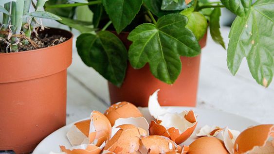 La cáscara de huevo es un fertilizante casero rico en calcio para las plantas.
