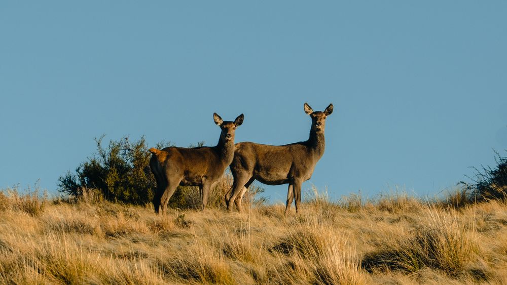 La Patagonia puede ser un territorio clave para la lucha contra el cambio climático La Patagonia puede ser un territorio clave para la lucha contra el cambio climático