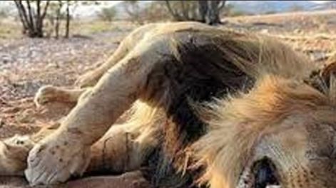 Once leones mueren envenenados en un parque nacional en Africa