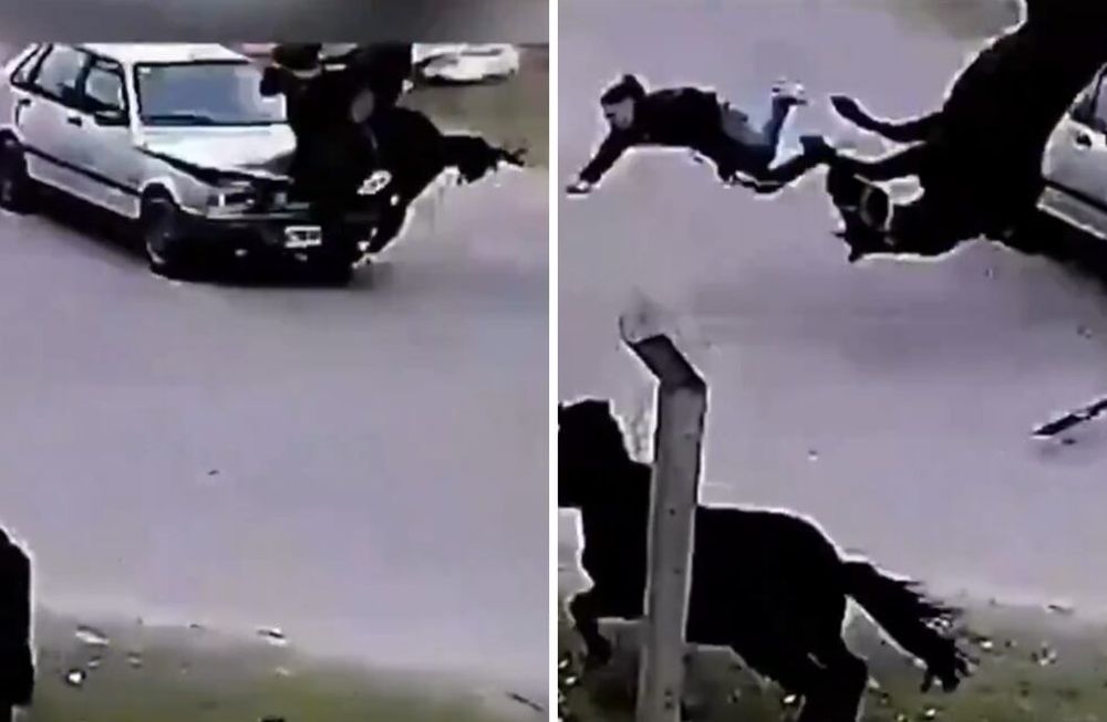 Un adolescente le sacó el caballo a su vecino como broma y generó un incidente vial.