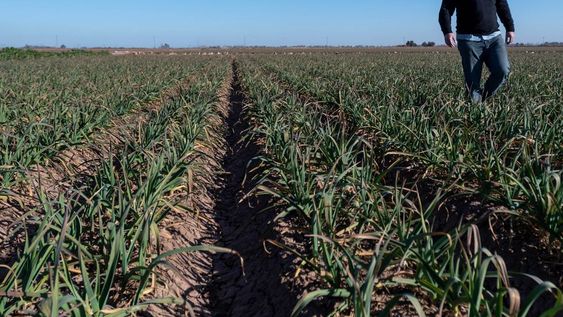 AJO. Es una de las cosechas de mano de obra intensiva en la provincia. Por ahora aseguran que con los locales no se podrá levantar todo a tiempo. / Ignacio Blanco