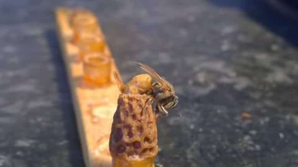 Abeja Reina naciendo de su celda Real.