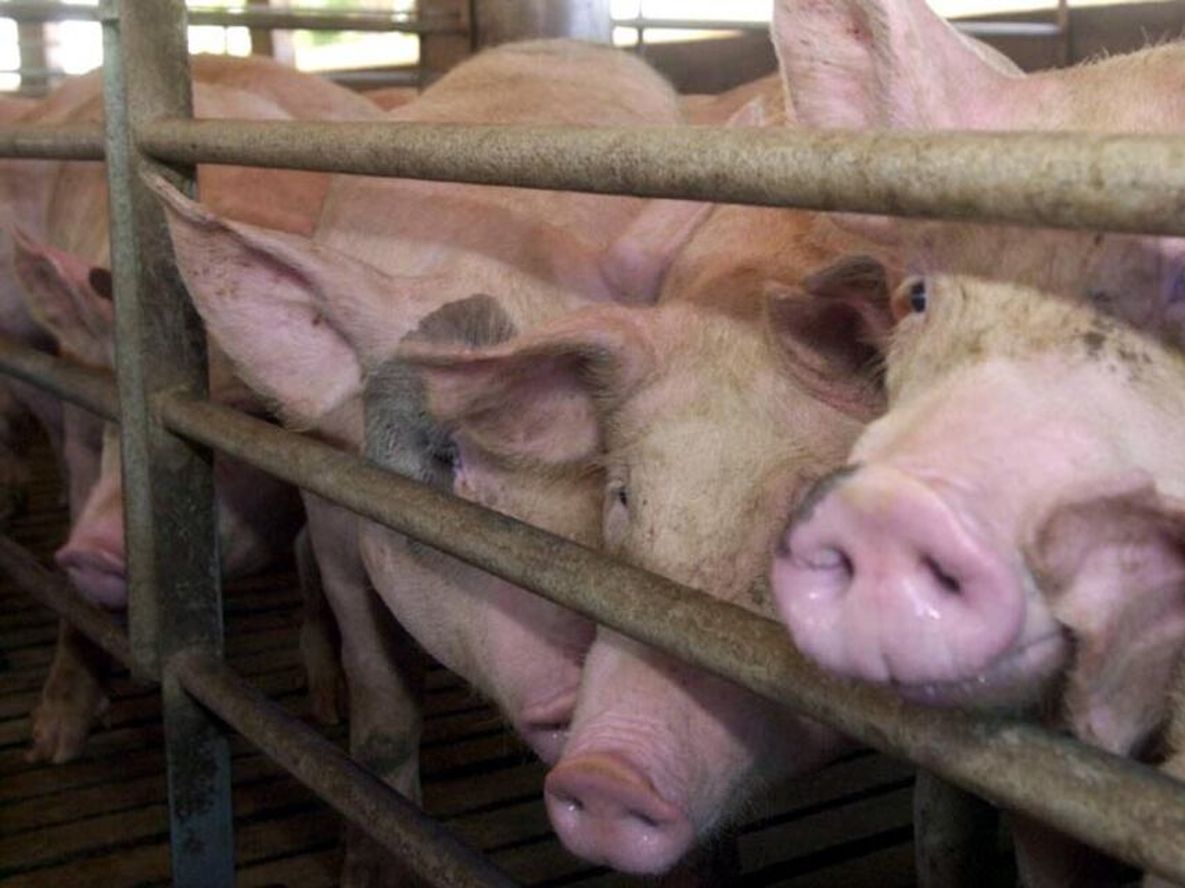 Porcinos: la situación del sistema agroalimentario argentino - Por Rubén Suárez