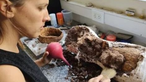 Dos niños encontraron restos de un gliptodonte en playa - Gentileza 0223.com