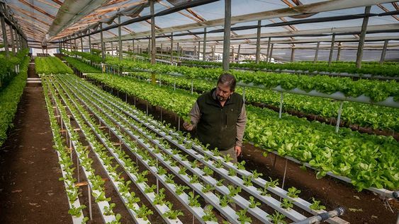Utilizan el riego por goteo, la hidroponia, la acuaponia y la producción de vegetales mini. Foto: Ignacio Blanco / Los Andes.