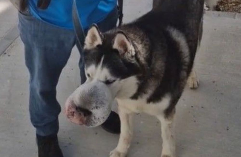 El animal y su dueño Damián viven en Cádiz, Rex es un husky siberiano y su amo hizo todo lo posible para poder salvarlo. Gentileza: La Voz del Sur.