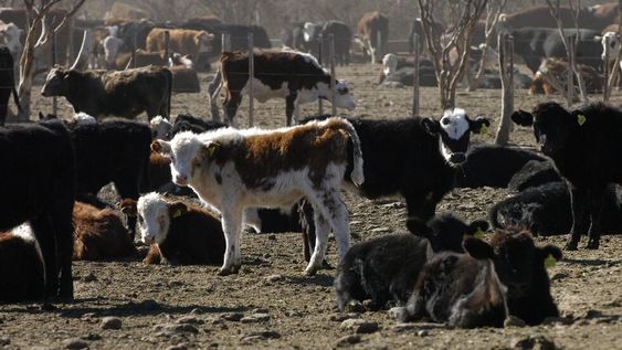 Se debe realizar el muestreo de vacas y toros (de toda la provincia) con un plazo máximo estimado al 31 de julio para productores propietarios de más de 300 animales.