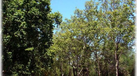 Plátanos, los de la fresca y generosa sombra