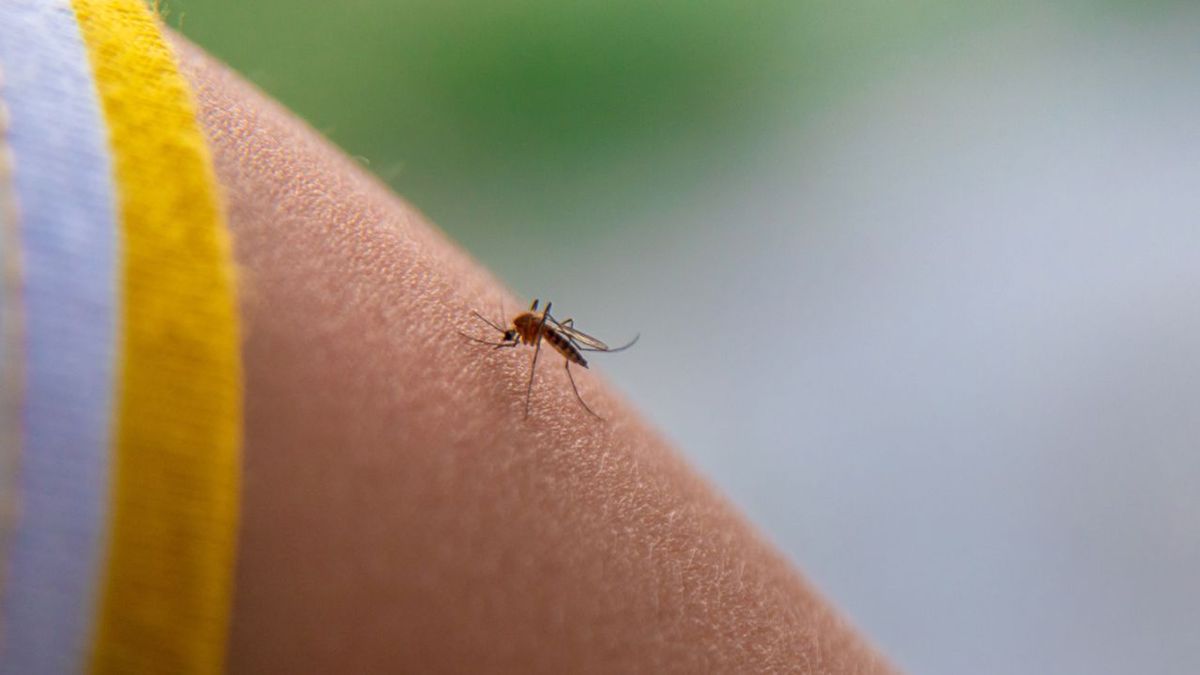 No todas las trampas para mosquitos son iguales, pero estas 8 cumplen su función