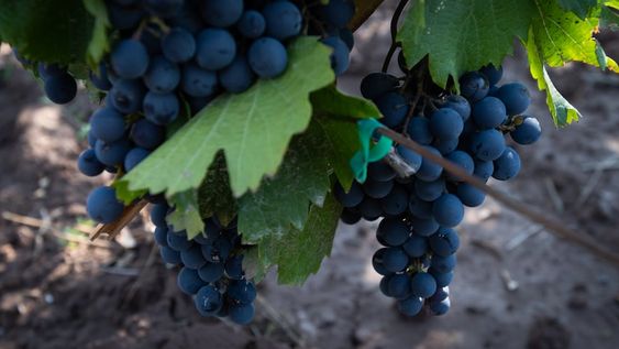 El estudio permitió identificar catorce variantes de malbec. - Ignacio Blanco / Los Andes