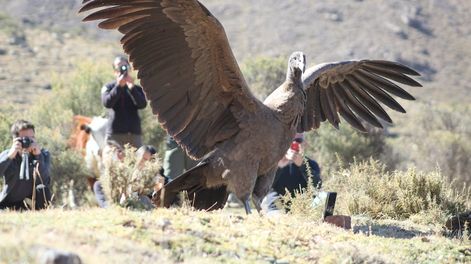 Los Andes | Impactantes fotos: así fue la emotiva liberación del cóndor Tupun Catu en el Cordón del Plata. Foto: Gentileza: Martín García (Departamento de Fauna Silvestre de Mendoza).